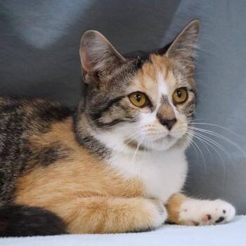 Rescue Domestic Medium Hair Cats for Adoption in Maynardville, Tennessee - SeeSee | PetCurious