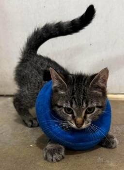 Vanelope -  Domestic Short Hair Cat for Adoption in Annapolis, Maryland - Vanelope | PetCurious