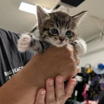 Domestic Short Hair Cats Available for Adoption in Fredericksburg, Virginia - Army Of Darkness | PetCurious