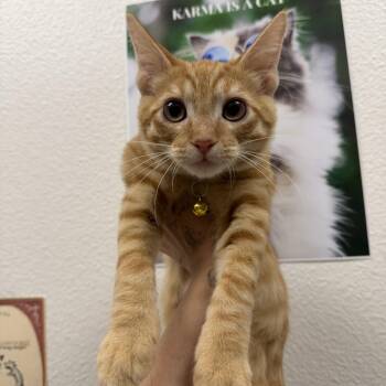 Chilchuck -  Domestic Short Hair Cat for Adoption in Chandler, Arizona - Chilchuck | PetCurious