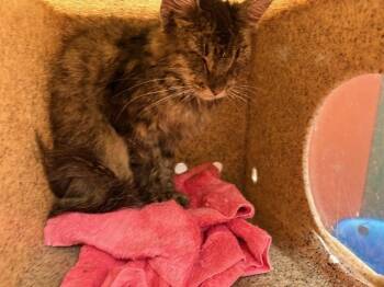 Rescue Domestic Medium Hair Cats for Adoption in Rancho Cucamonga, California - UNKNOWN | PetCurious