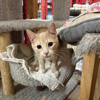 Rescue Domestic Short Hair Cats for Adoption in Centerville, Georgia - Tony | PetCurious