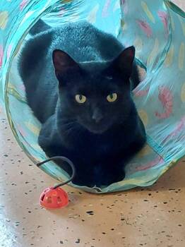 Suki -  Domestic Short Hair Cat for Adoption in Absecon, New Jersey - Suki | PetCurious