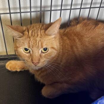 Brother -  Domestic Short Hair Cat for Adoption in Saginaw, Michigan - Brother | PetCurious