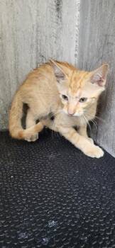 MR. CHIPS -  Domestic Short Hair Cat for Adoption in San Antonio, Texas - MR. CHIPS | PetCurious