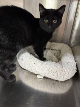 Tammi -  Domestic Short Hair Cat for Adoption in Austin, Minnesota - Tammi | PetCurious
