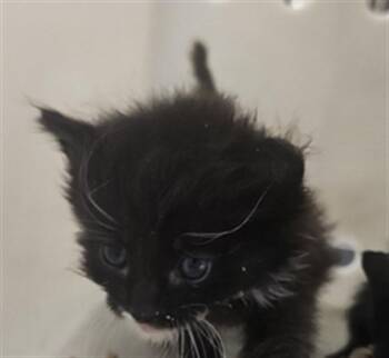 Domestic Short Hair Cats Available for Adoption in Riverside, California - A1905644 | PetCurious