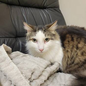 Mochi -  Domestic Medium Hair and Domestic Short Hair Cat for Adoption in Goleta, California - Mochi | PetCurious