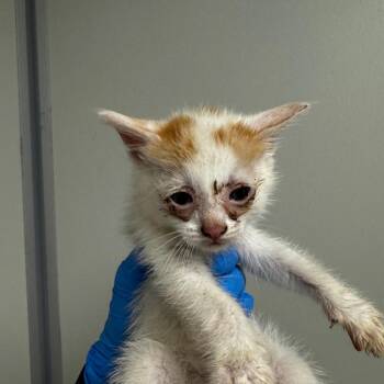 Domestic Short Hair Cats Available for Adoption in Concord, North Carolina - Anthony | PetCurious
