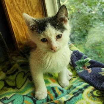 Velma C11437 -  Domestic Short Hair Cat for Adoption - Velma C11437 | PetCurious