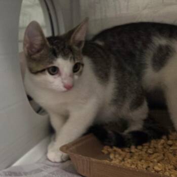 Ivan -  Domestic Short Hair Cat for Adoption in Chattanooga, Tennessee - Ivan | PetCurious