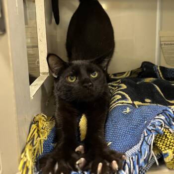 Dalton -  Domestic Short Hair Cat for Adoption in Fairport, New York - Dalton | PetCurious