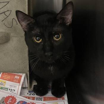 Domestic Short Hair Cats Available for Adoption in Memphis, Tennessee - Elephant | PetCurious