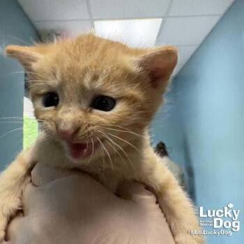 Cillian -  Domestic Short Hair Cat for Adoption in Washington, District Of Columbia - Cillian | PetCurious