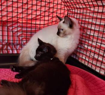 Rescue Domestic Short Hair and Siamese Cats for Adoption in Westford, Massachusetts - Esme And Osli | PetCurious