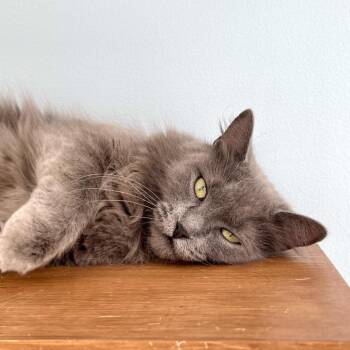 Domestic Medium Hair Cats Available for Adoption - Didi | PetCurious