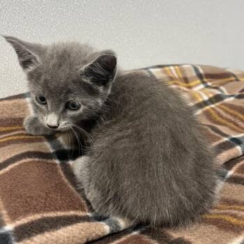 Levi -  Domestic Short Hair Cat for Adoption in Clearwater, Florida - Levi | PetCurious