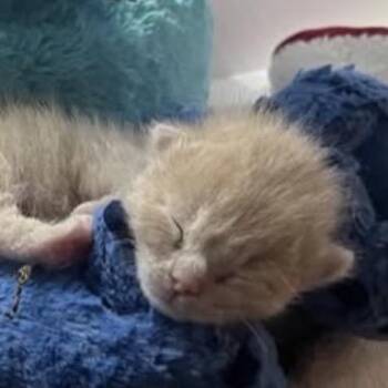 Walter Matthau -  Domestic Short Hair Cat for Adoption in Los Angeles, California - Walter Matthau | PetCurious