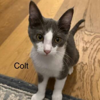 Colt -  Domestic Short Hair Cat for Adoption in Murfreesboro, Tennessee - Colt | PetCurious