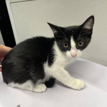 Maude -  Domestic Short Hair Cat for Adoption in Tampa, Florida - Maude | PetCurious