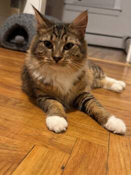 Eos -  Domestic Medium Hair Cat Available for Adoption in Pawtucket, Rhode Island - Eos | PetCurious