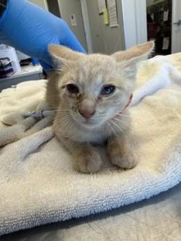 Hulk (Red Collar) -  Domestic Short Hair Cat for Adoption in Lafayette, Indiana - Hulk (Red Collar) | PetCurious