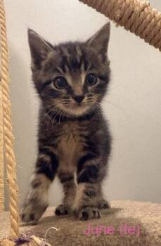 Kansas #6 JUNE -  Domestic Short Hair Cat for Adoption in Fremont, Nebraska - Kansas #6 JUNE | PetCurious