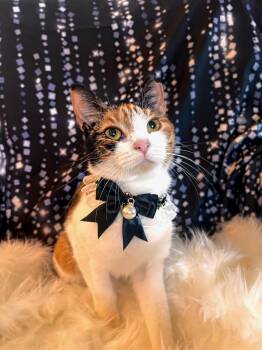 Rescue Domestic Short Hair Cats for Adoption in Houston, Texas - Jenny | PetCurious