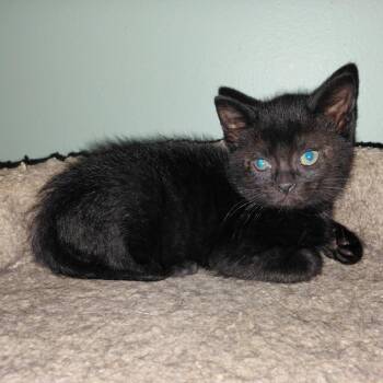Domestic Short Hair Cats Available for Adoption in Shorewood, Illinois - Felicia  | PetCurious