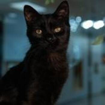 River -  Domestic Short Hair Cat Available for Adoption in Grand Rapids, Minnesota - River | PetCurious