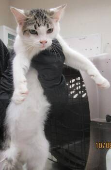 (652) -  Domestic Short Hair Cat for Adoption in Marietta, Georgia - (652) | PetCurious