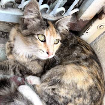 Domestic Long Hair Cats Available for Adoption in Long Beach, California - Miso | PetCurious