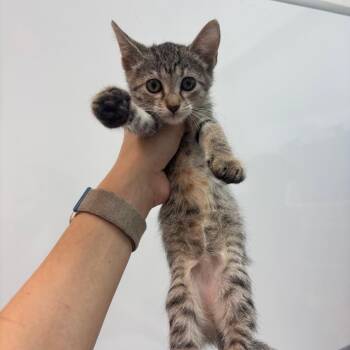 Jewel -  Domestic Short Hair Cat for Adoption in Corpus Christi, Texas - Jewel | PetCurious