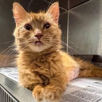 Yoda -  Domestic Medium Hair Cat for Adoption in Kennebunk, Maine - Yoda | PetCurious
