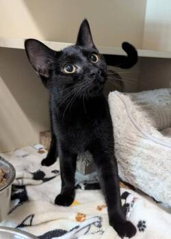 Splish Splash -  Domestic Short Hair Cat for Adoption in Ocala, Florida - Splish Splash | PetCurious