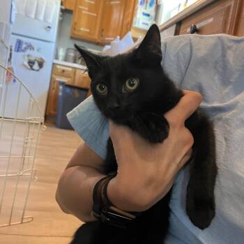 Dennis -  Domestic Short Hair Cat for Adoption in Salisbury, Massachusetts - Dennis | PetCurious