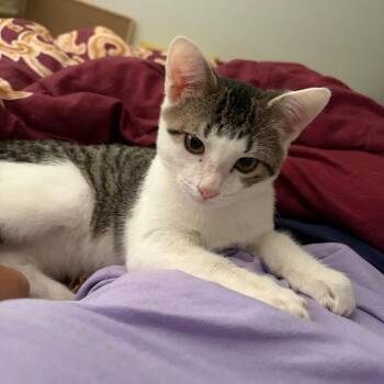 Aire -  Domestic Short Hair Cat for Adoption in Fort Lauderdale, Florida - Aire | PetCurious