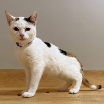 Catniss C71564 -  Domestic Short Hair Cat for Adoption in Minnetonka, Minnesota - Catniss C71564 | PetCurious