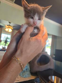 Dustin -  Domestic Short Hair Cat for Adoption in Clifton, New Jersey - Dustin | PetCurious