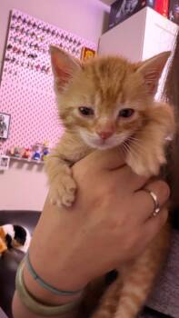 Dragon -  Domestic Short Hair Cat for Adoption in San Antonio, Texas - Dragon | PetCurious
