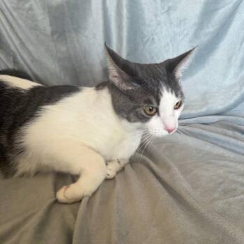 Monty -  Domestic Short Hair Cat for Adoption in Brea, California - Monty | PetCurious
