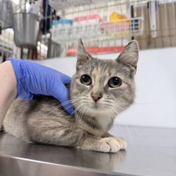 Domestic Short Hair Cats Available for Adoption in New York, New York - Cedar | PetCurious
