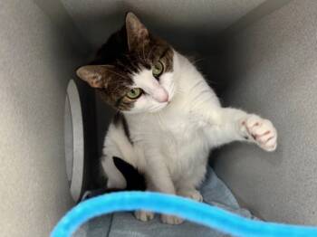Rescue Domestic Short Hair Cats for Adoption in New York, New York - Sasha | PetCurious