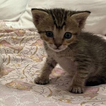 Garden Gnome G1 -  Domestic Short Hair Cat for Adoption in Leander, Texas - Garden Gnome G1 | PetCurious