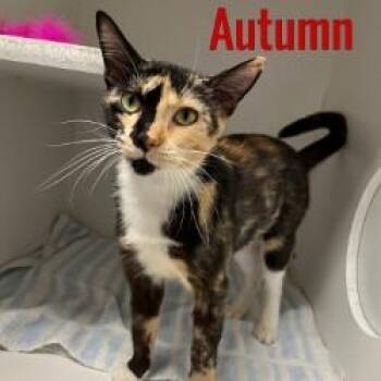 Autumn -  Domestic Short Hair Cat for Adoption in Pleasantville, New Jersey - Autumn | PetCurious