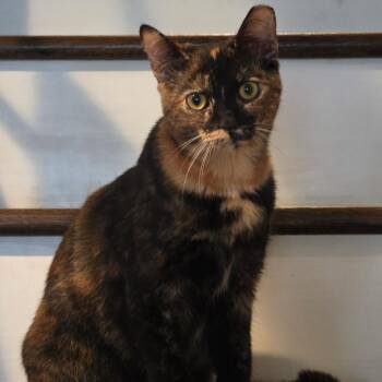 Tostada -  Domestic Short Hair Cat for Adoption in Reisterstown, Maryland - Tostada | PetCurious