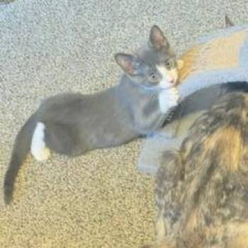 Boomer -  Domestic Short Hair Cat for Adoption in Madison, Wisconsin - Boomer | PetCurious