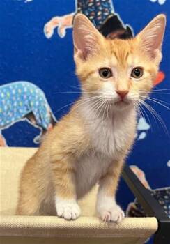LESTAT -  Domestic Short Hair Cat for Adoption in Fort Lauderdale, Florida - LESTAT | PetCurious