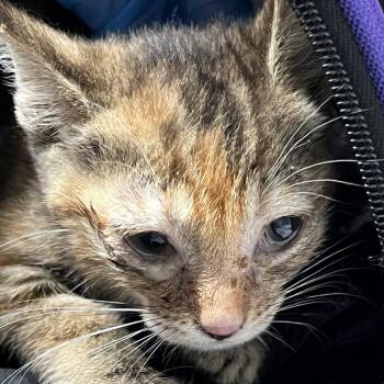 Domestic Short Hair Cats Available for Adoption in Kanab, Utah - Indy | PetCurious