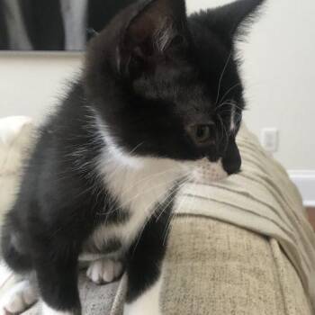 Tootsie -  Domestic Short Hair Cat for Adoption in Knoxville, Tennessee - Tootsie | PetCurious
